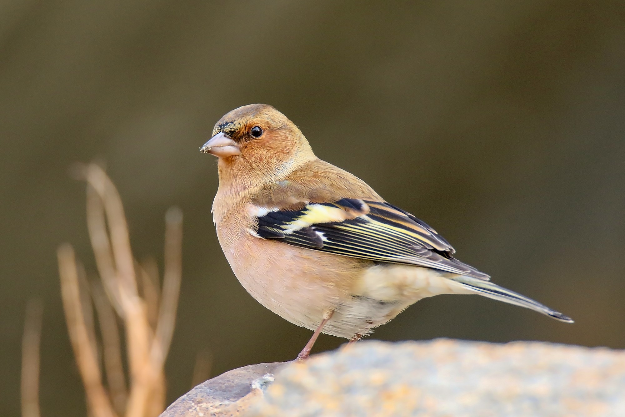 Fringilla Coelebs